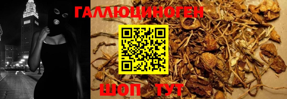 Галлюциногенные грибы Psilocybe Георгиевск